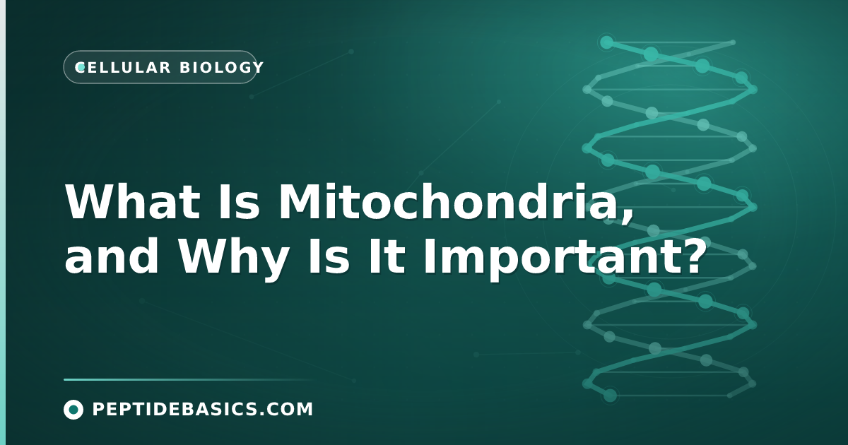 What Is Mitochondria, and Why Is It Important?